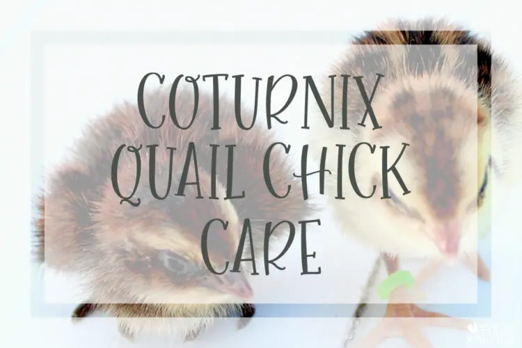 Coturnix Quail Chick Care The Ultimate Guide with Pictures feeding feed watering water raising raise chicks japanese quail jumbo standard jumbo celadon speckled blue egg brooder box hutch cage brooding keeping keep coop hatching hatch incubator leg band 