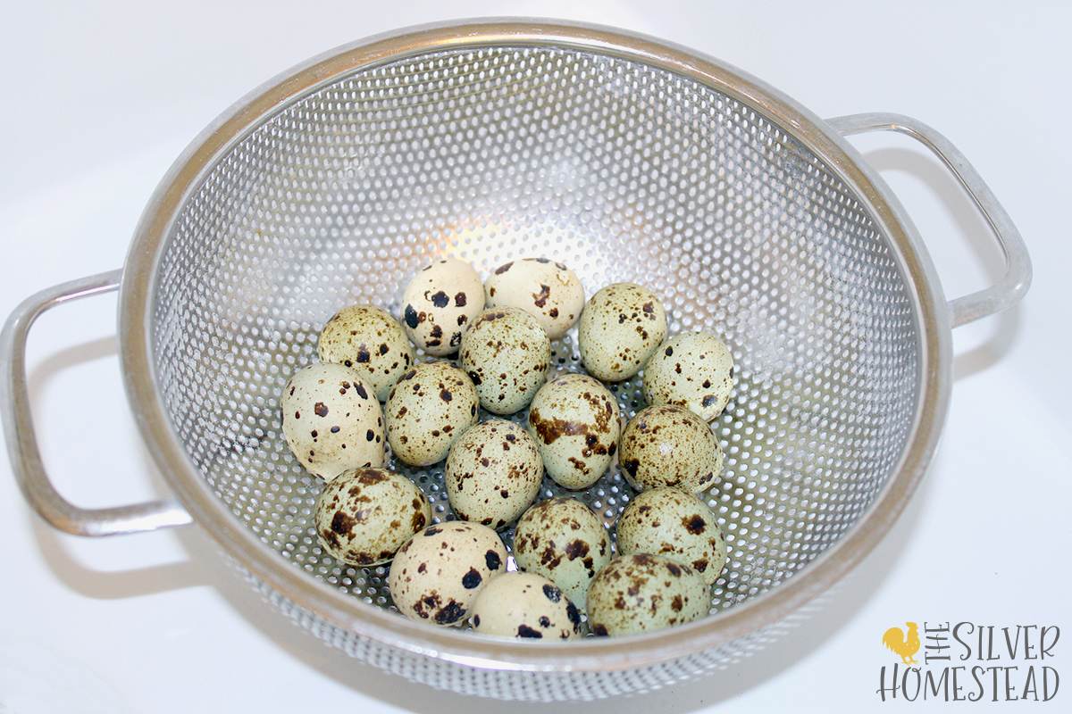 preparing coturnix quail eggs for kitchen use baking cooking scrambling hard boiling in the kitchen use in recipes swap out for replace substitute for chicken eggs how do quail eggs taste how to wash fresh quail eggs standard jumbo cream brown speckled celadon rare feather color how to use quail egg scissors