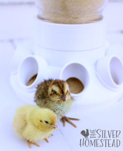 coturnix quail chick no waste feeder that works best feeders no mess reduce keep clean 