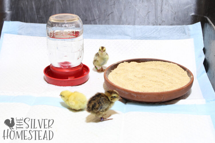 puppy pads in brooder brood box quail water base dish powdered food coturnix quail chick care ultimate guide free