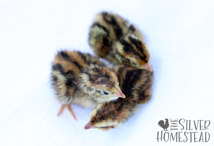 3 just-hatched coturnix quail chicks on white