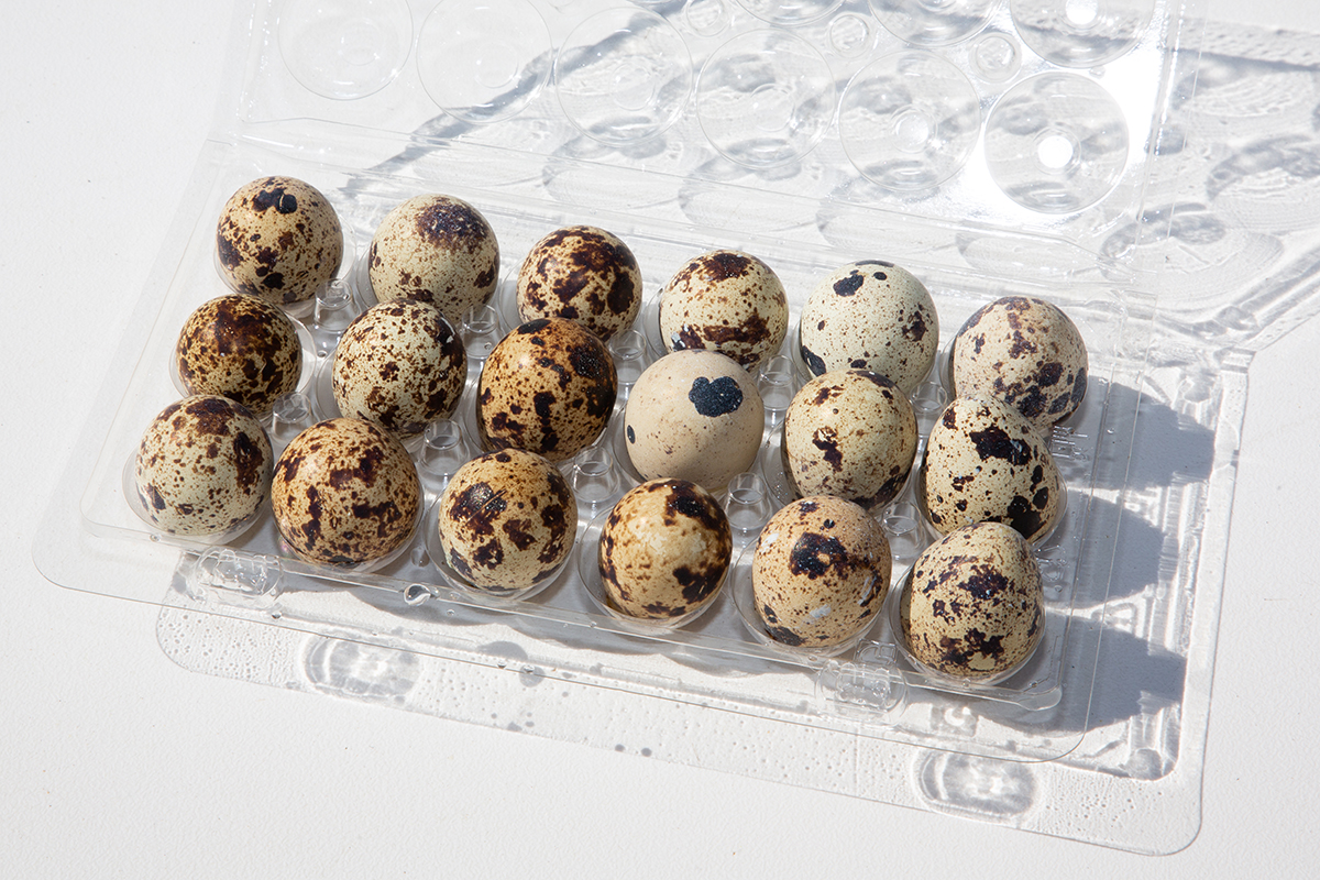 coturnix quail eggs in a clear plastic carton