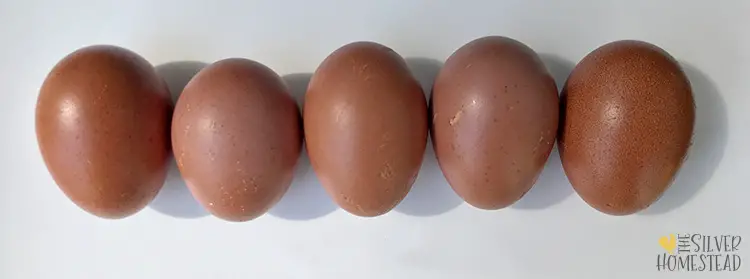 5 speckled cocoa brown eggs laid by Olive Egger hens who did not inherit the blue egg gene needed to lay green eggs