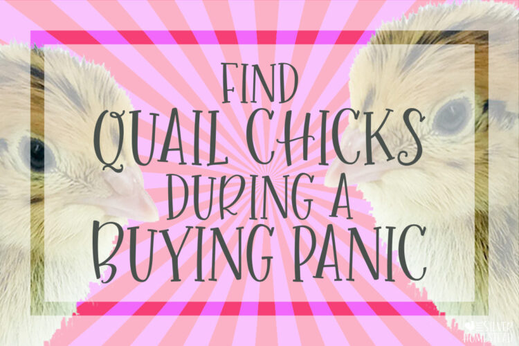 Two young coturnix quail chicks on a pink & red background with text that reads Find Coturnix Quail Chicks During a Buying Panic 