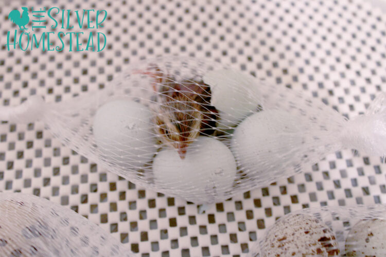 celadon coturnix quail chick hatching inside a hatch bag in a nurture right 360 incubator 