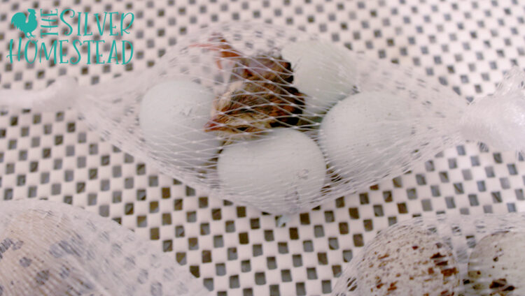 celadon coturnix quail chick emerging from her blue egg shell inside a hatch bag 