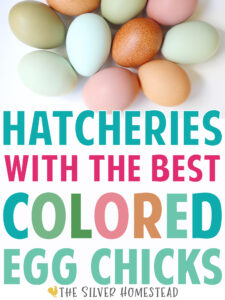 rainbow colored chicken eggs laid by easter eggers in blue, green, speckled brown, and heavy bloom pink on a white background with text that reads hatcheries with the best colored egg chicks