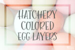 Hatchery Colored Egg Layers easter eggers olive eggers blue green peach pink speckled olive dark chocolate brown color laying hens rainbow egg basket rare color chicken eggs heavy bloom pink purple gray grey F1 F2 F3 F4 F5 olive back cross BC1 BC2 Prairie Bluebell Eggers chicks
