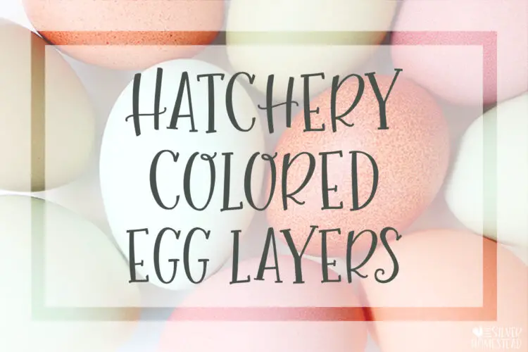 hatchery colored egg layers