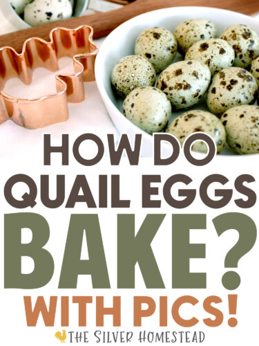 How Do Coturnix Quail Eggs Bake taste do work in recipes replace substitute chicken eggs japanese asian food market quail eggs backyard farm homestead coop use in place of chicken eggs instead of rare quail feather colors german pastel silver blue jumbo speckled celadon standard
