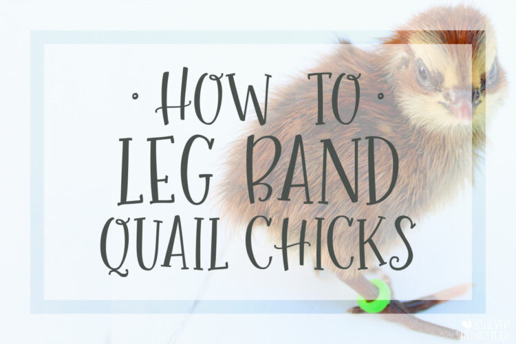 How to Leg Band Quail Chicks