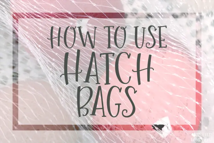 How to Use Hatch Bags in an Incubator
