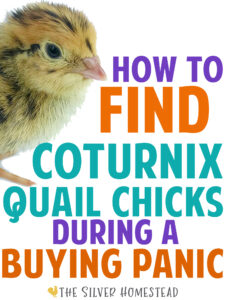 how to Find Coturnix Quail Chicks During a Buying Panic 