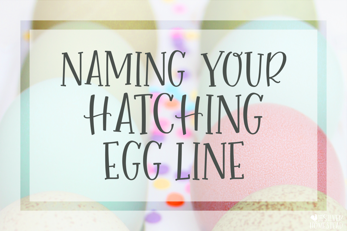 rows of blue, green, pink and speckled chicken eggs with rainbow candy sprinkles and text that reads naming your hatching egg line 