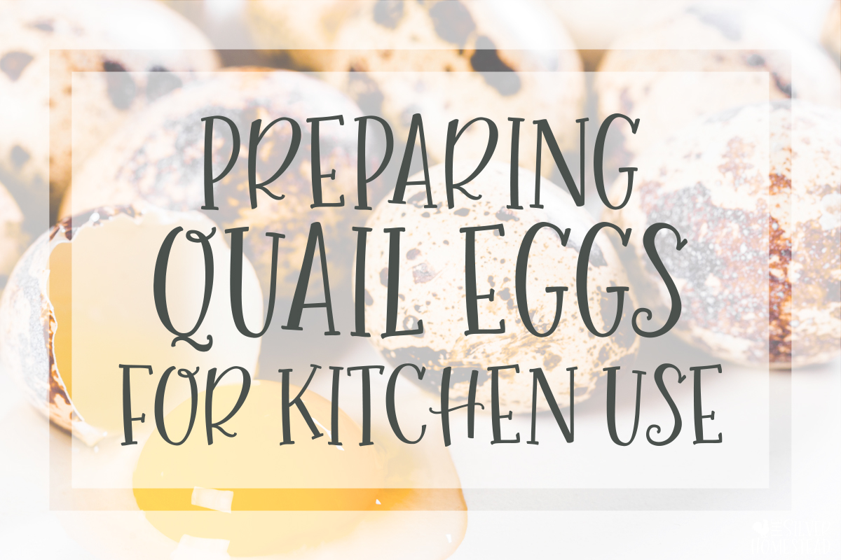 preparing coturnix quail eggs for kitchen use baking cooking scrambling hard boiling in the kitchen use in recipes swap out for replace substitute for chicken eggs how do quail eggs taste how to wash fresh quail eggs standard jumbo cream brown speckled celadon rare feather color