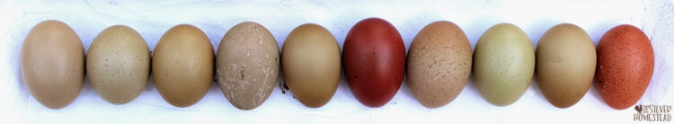 speckled olive eggs dark chocolate black copper marans eggs in a row on white wood