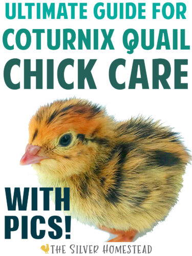 Coturnix Quail Chick Care The Ultimate Guide with Pictures feeding feed watering water raising raise chicks japanese quail jumbo standard jumbo celadon speckled blue egg brooder box hutch cage brooding keeping keep coop hatching hatch incubator leg band raising raise breeding breed