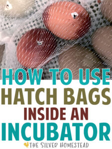rainbow colored chicken eggs pipping and hatching inside clear mesh bags in an incubator with text that reads How to Use Hatch Bags in an Incubator