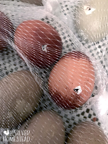 brown Marans and speckled olive chicken eggs pipping and hatching inside clear mesh produce bags in an incubator