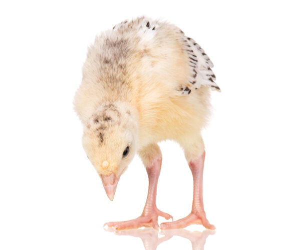 a yellow colored turkey poult chick on white