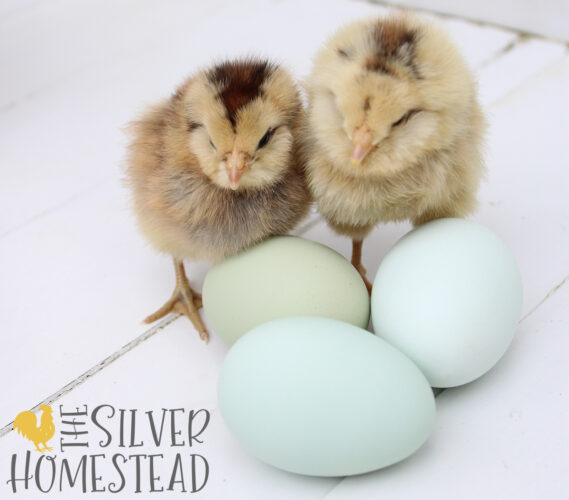 fluffy faced Americana easter egger chicks next to blue and green chicken eggs