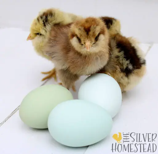 chicks next to blue and green chicken eggs