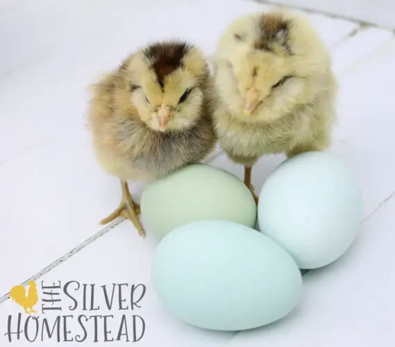 2 gold colored chicks next to blue and green Easter Egger chicken eggs
