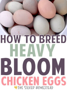 how to breed heavy bloom chicken eggs with a bowl of pink, purple, misty green, pastel blue and whitish colored bloomy eggs