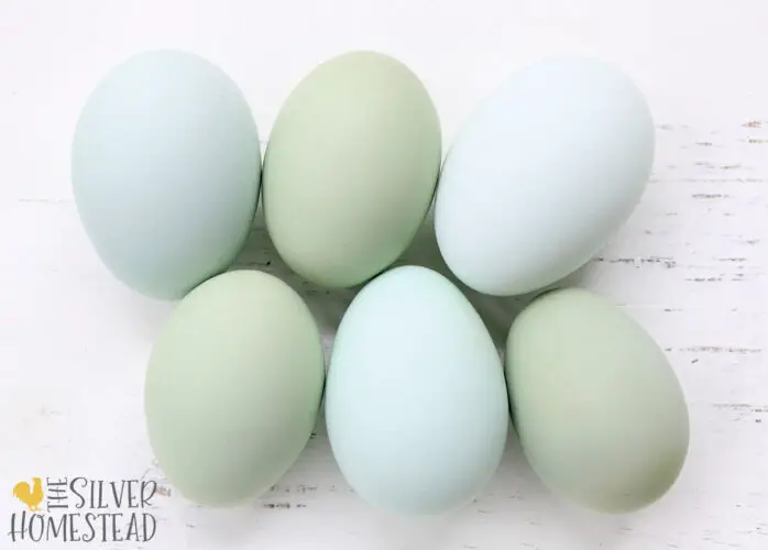 blue and green easter egger eggs on white wood
