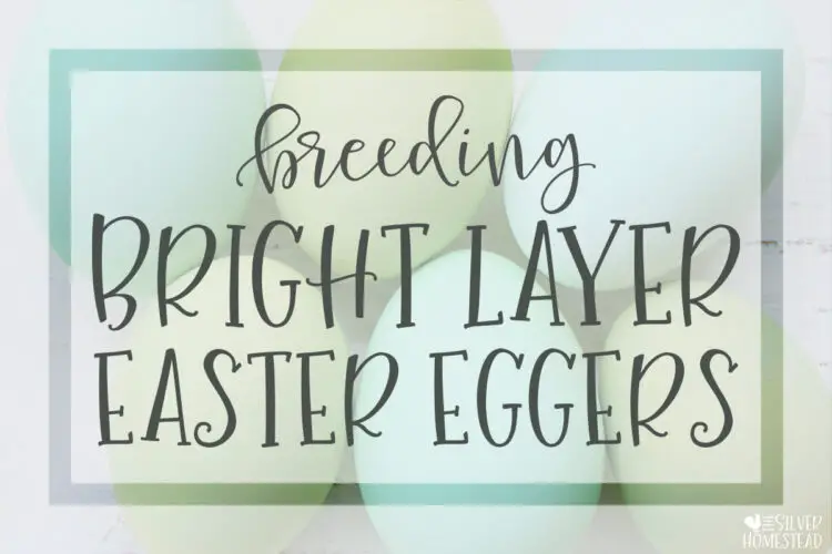 vibrant blue and green chicken eggs laid by Easter Egger hens with text that reads breeding Bright Layer Easter Eggers 