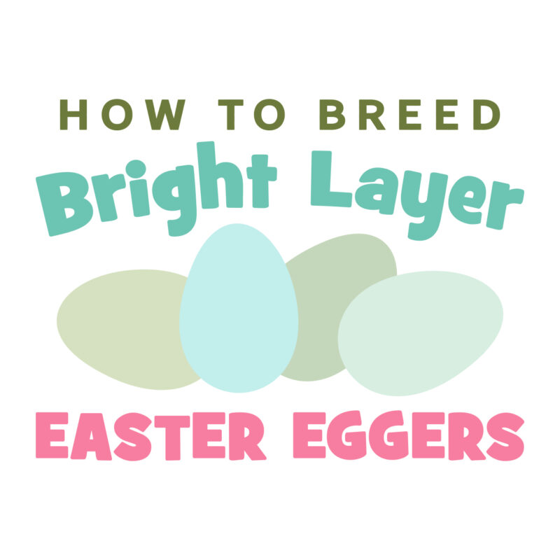 Bright Layer Easter Egger Breeding Guide - PDF