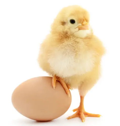 yellow chick and brown egg on white
