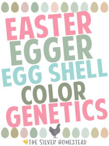 Easter Egger Egg Shell Color Genetics blue green speckled heavy bloom pink purple peach cream speckled easter egger pinkish eggs 