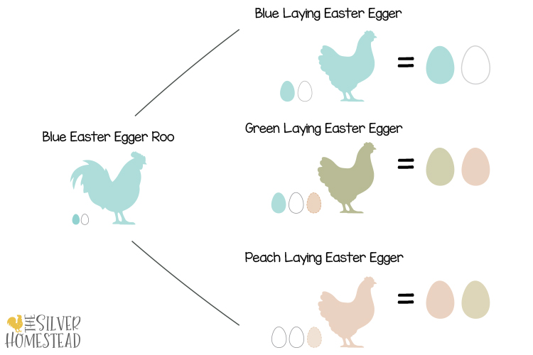 genetics of easter egger chicken hens blue green peach 