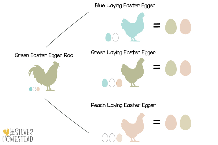 genetics of easter egger chicken hens green 