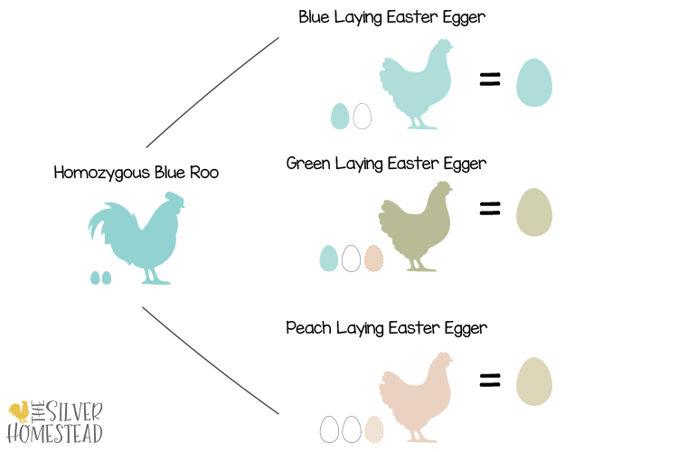 genetics of easter egger chicken hens blue 