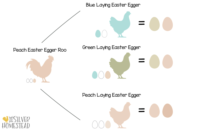 genetics of easter egger chickens peach brown 