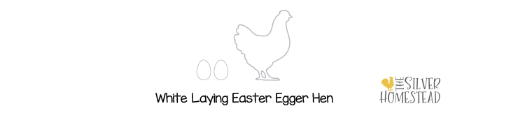 genetics of easter egger chicken hens white EE egg color genes 