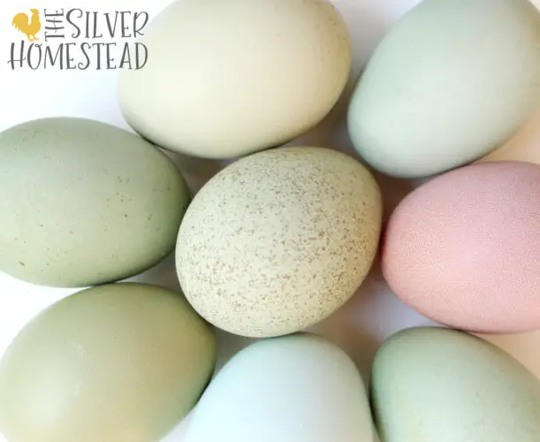 blue, green, and pink eggs on white background laid by Americana and Easter Egger hens