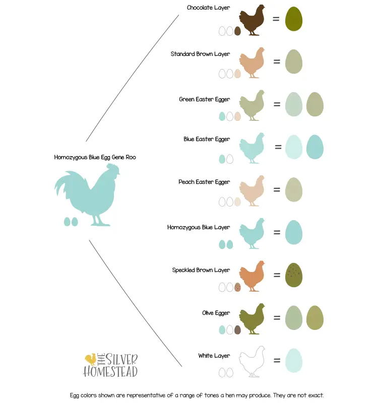 homozygous blue egg gene rooster breeding chart