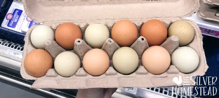 rainbow colored eating eggs in a carton at a grocery store with brown and green eggs