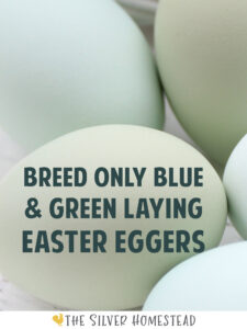 close up of blue & pastel green colored chicken eggs with text that reads breed only blue & green laying Easter Eggers