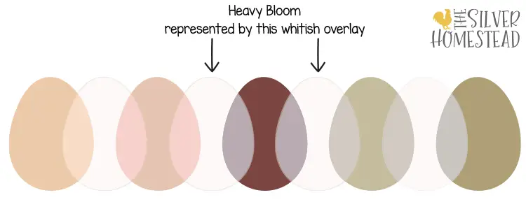 How to Breed Heavy Bloom Egg Layers 