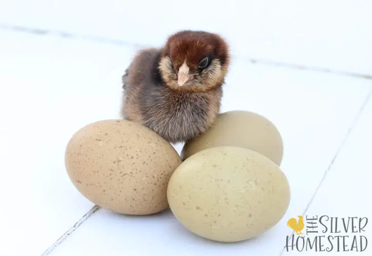 fluffy faced chick with muffs and a beard next to olive green chicken eggs