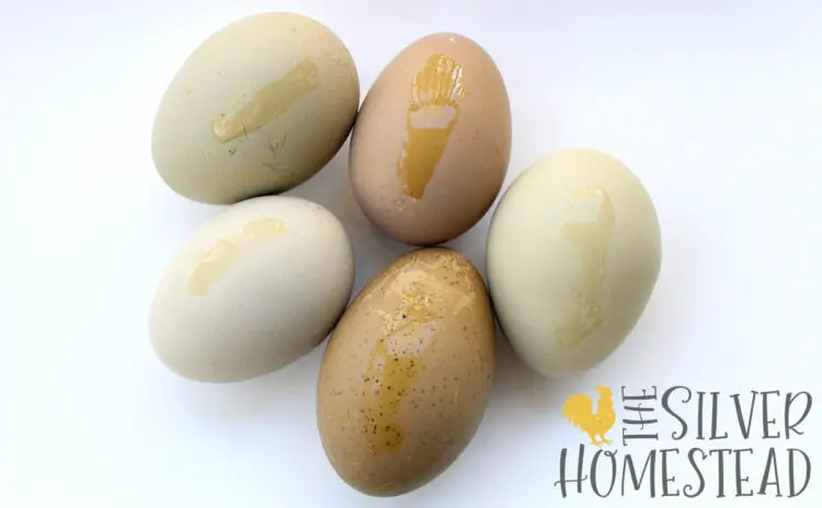 heavy bloom olive eggs