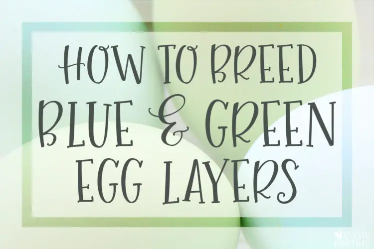 How to Breed Blue & Green Egg Layers