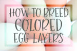 How to Breed Colored Egg Laying chickens color layers speckled easter egger olive egger speckling vibrant bright blue green moss sage deep dark chocolate brown tinted tan heavy bloom pink purple grey gray silver mist bloomy bloomed pinky cotton candy rare breed breeding breeder help backyard chicken chicks chick feather down color shade tone egg shell genetics genes what shell cross breed mate rooster hen rare breed hatching eggs fertile