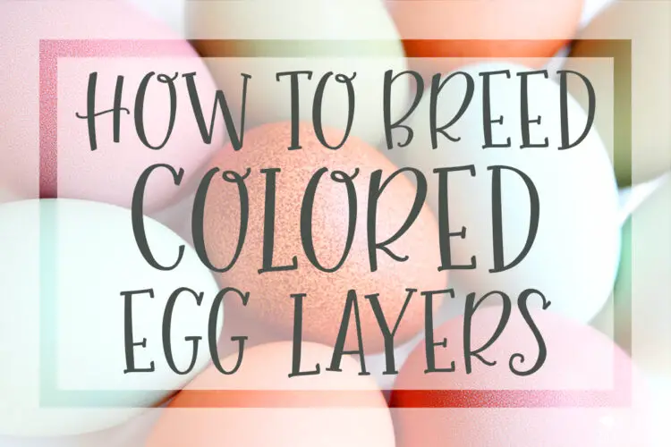 How to Breed Colored Egg Laying chickens color layers speckled easter egger olive egger and pink eggs together on white
