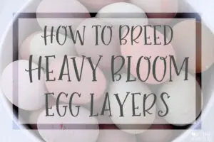 How to Breed Heavy Bloom Egg Layers pink purple lavender purplish gray grey silver mist misty white whitish pinkish olive Marans chocolate blue green peach thick overlay over lay hue hued chalky pastel sand paper sandpaper rough finish speckling speckled white brown dark chocolate polka dotted dots cream hazy sheen cover egg shell eggs shells laying hen pullet color by breed rare unique chicken colors