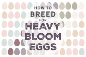how to breed for heavy bloom eggs 